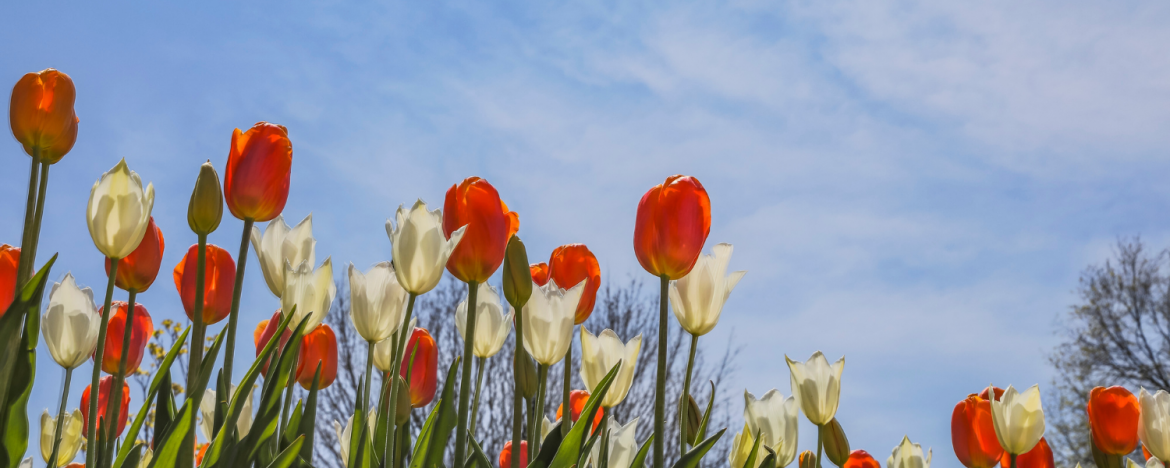 Tulips and other flowers blossoming