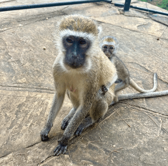 A baby monkey hangs on to his mother's back.