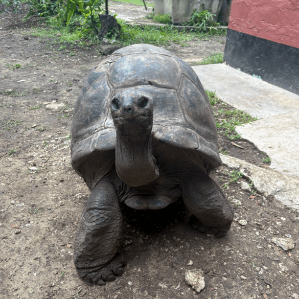 A giant tortoise